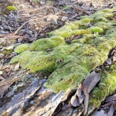 Grimmia sp. at Kowen, ACT - 13 Aug 2022