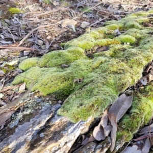 Grimmia sp. at Kowen, ACT - 13 Aug 2022