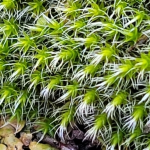 Grimmia sp. at Kowen, ACT - 13 Aug 2022