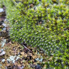 Grimmia sp. at Kowen, ACT - 13 Aug 2022