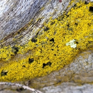 Lichen - crustose at Kowen, ACT - 13 Aug 2022