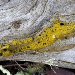 Lichen - crustose at Kowen, ACT - 13 Aug 2022