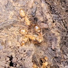 Camponotus sp. (genus) (A sugar ant) at Kowen, ACT - 13 Aug 2022 by trevorpreston