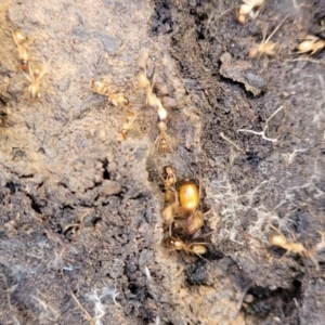 Camponotus sp. (genus) at Kowen, ACT - 13 Aug 2022