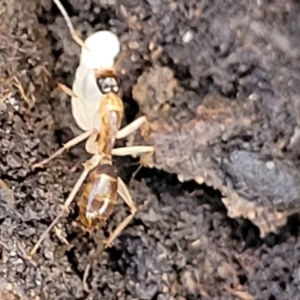 Camponotus sp. (genus) at Kowen, ACT - 13 Aug 2022