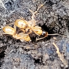 Camponotus sp. (genus) at Kowen, ACT - 13 Aug 2022 03:39 PM