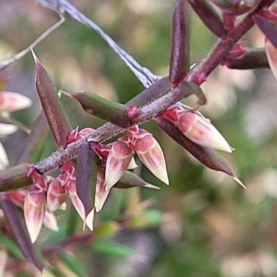 Leucopogon fletcheri subsp. brevisepalus (Twin Flower Beard-Heath) at Kowen Escarpment - 13 Aug 2022 by trevorpreston
