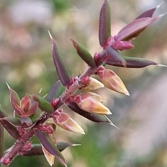 Styphelia fletcheri subsp. brevisepala at Kowen, ACT - 13 Aug 2022