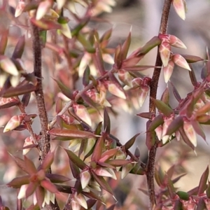 Styphelia fletcheri subsp. brevisepala at Kowen, ACT - 13 Aug 2022