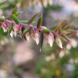 Styphelia fletcheri subsp. brevisepala at Kowen, ACT - 13 Aug 2022