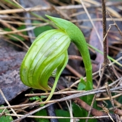 Pterostylis nutans at Kowen, ACT - 13 Aug 2022