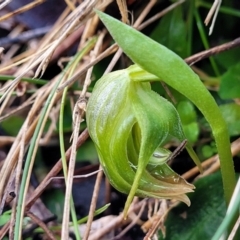 Pterostylis nutans at Kowen, ACT - 13 Aug 2022