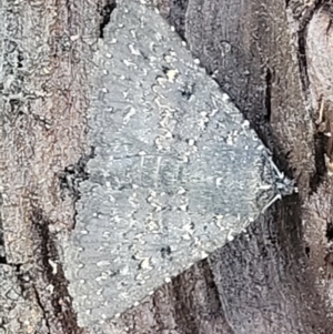 Praxis edwardsii at Kowen, ACT - 13 Aug 2022 03:28 PM