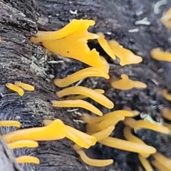 Calocera sp. (A stagshorn fungus) at Kowen Escarpment - 13 Aug 2022 by trevorpreston
