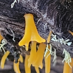 Calocera sp. at Kowen, ACT - 13 Aug 2022 03:26 PM