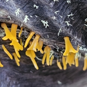 Calocera sp. at Kowen, ACT - 13 Aug 2022