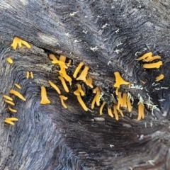 Calocera sp. at Kowen, ACT - 13 Aug 2022 03:26 PM