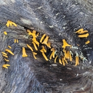 Calocera sp. at Kowen, ACT - 13 Aug 2022 03:26 PM