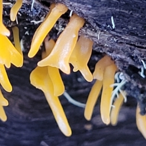 Calocera sp. at Kowen, ACT - 13 Aug 2022 03:26 PM