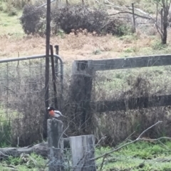 Petroica boodang (Scarlet Robin) at Bungendore, NSW - 13 Aug 2022 by clarehoneydove