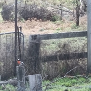 Petroica boodang at Bungendore, NSW - 13 Aug 2022