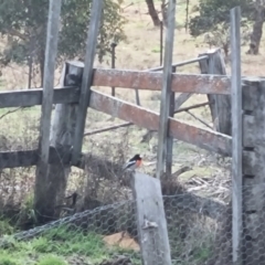 Petroica boodang at Bungendore, NSW - 13 Aug 2022