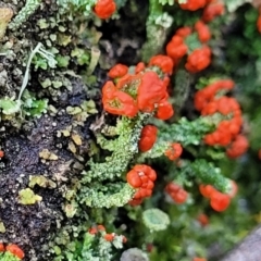 Cladonia sp. (genus) (Cup Lichen) at Kowen Escarpment - 13 Aug 2022 by trevorpreston