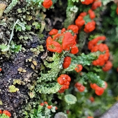 Cladonia sp. (genus) (Cup Lichen) at Kowen, ACT - 13 Aug 2022 by trevorpreston