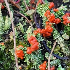 Cladonia sp. (genus) at Kowen, ACT - 13 Aug 2022 03:24 PM