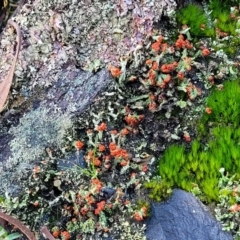 Cladonia sp. (genus) at Kowen, ACT - 13 Aug 2022 03:24 PM