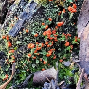 Cladonia sp. (genus) at Kowen, ACT - 13 Aug 2022 03:24 PM