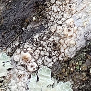 Lichen - crustose at Kowen, ACT - 13 Aug 2022