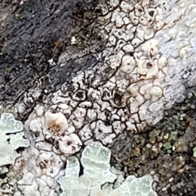 Lichen - crustose at Kowen Escarpment - 13 Aug 2022 by trevorpreston