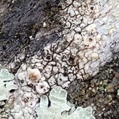 Lichen - crustose at Kowen, ACT - 13 Aug 2022 by trevorpreston