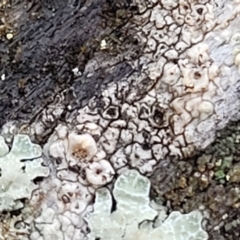 Lichen - crustose at Kowen, ACT - 13 Aug 2022 03:18 PM