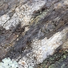 Lichen - crustose at Kowen, ACT - 13 Aug 2022 03:18 PM