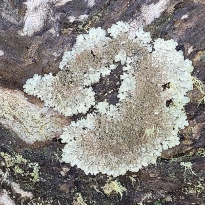 Parmeliaceae (family) (A lichen family) at Kowen Escarpment - 13 Aug 2022 by trevorpreston