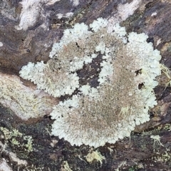 Parmeliaceae sp. (family) (A lichen family) at Kowen, ACT - 13 Aug 2022 by trevorpreston