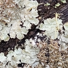 Parmeliaceae (family) at Kowen, ACT - 13 Aug 2022 03:18 PM