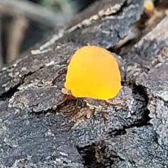 Heterotextus sp. (A yellow saprophytic jelly fungi) at Kowen, ACT - 13 Aug 2022 by trevorpreston