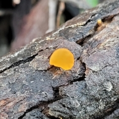 Heterotextus sp. at Kowen, ACT - 13 Aug 2022 03:17 PM