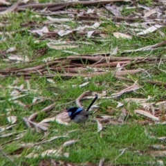 Malurus cyaneus (Superb Fairywren) at Albury - 13 Aug 2022 by Darcy