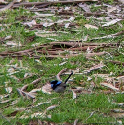 Malurus cyaneus (Superb Fairywren) at Wonga Wetlands - 13 Aug 2022 by Darcy