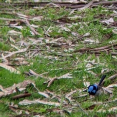 Malurus cyaneus at Splitters Creek, NSW - 13 Aug 2022 10:50 AM