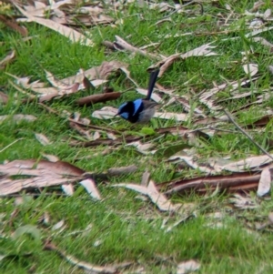 Malurus cyaneus at Splitters Creek, NSW - 13 Aug 2022