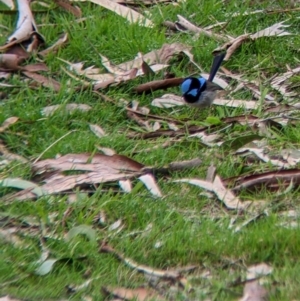 Malurus cyaneus at Splitters Creek, NSW - 13 Aug 2022