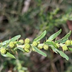 Acacia paradoxa (Kangaroo Thorn) at Albury - 13 Aug 2022 by Darcy