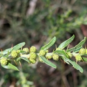Acacia paradoxa at West Albury, NSW - 13 Aug 2022 11:33 AM