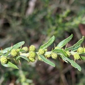 Acacia paradoxa (Kangaroo Thorn) at West Albury, NSW by Darcy