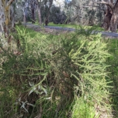 Acacia paradoxa at West Albury, NSW - 13 Aug 2022